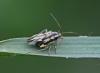 Stenotus binotatus